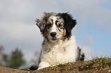 BERGER AUSTRALIEN PUPPIES 370